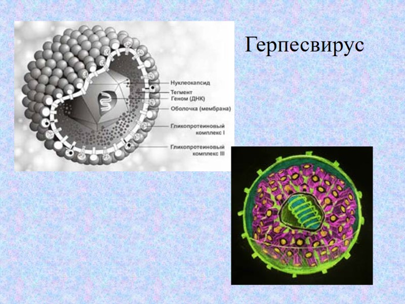 Герпесвирус